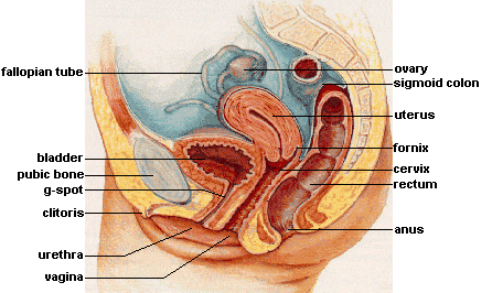 cervix, vagina, uterus, ovaries, fallopian tubes