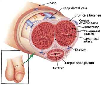 penis anatomy, penis, penile, glans, foreskin, shaft