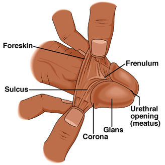 penis, penile, glans, foreskin, shaft