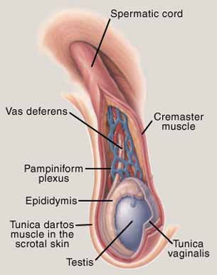 scrotum, testes, testicles, testis, scrotal sac