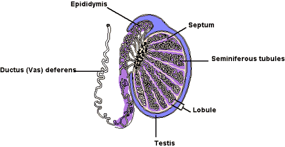 testes, testicles, testis, scrotum, scrotal sac