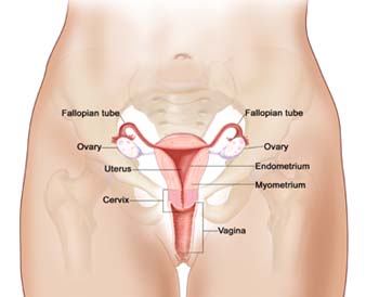 uterus, hysterectomy, endometrial cancer, cervical cancer, ovarian cancer, uterine fibroids