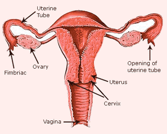 vagina, cervix, uterus, ovaries, fallopian tubes