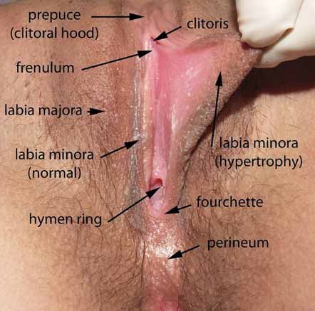 clitoris, vulva, urethra, glans, vagina