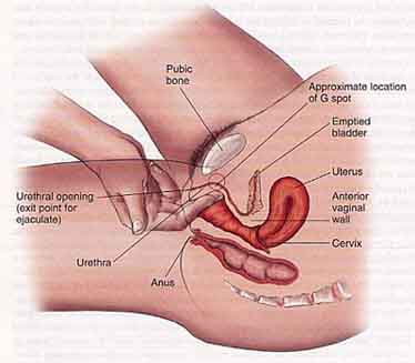 gspot, orgasm, female ejaculation, ejaculation