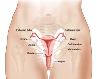 ovary, oophorectomy, ovarian cancer, breast cancer, menopause, fallopian tube cancer