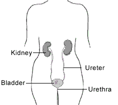 urinary tract infection, UTI, urethritis, bladder infection, kidney infection
