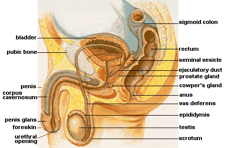 vas deferens, prostate gland, seminal vesicles, semen, sperm, ejaculatory duct, urethral opening