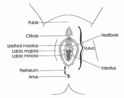 vulva, clitoris, urethra, glans, vagina